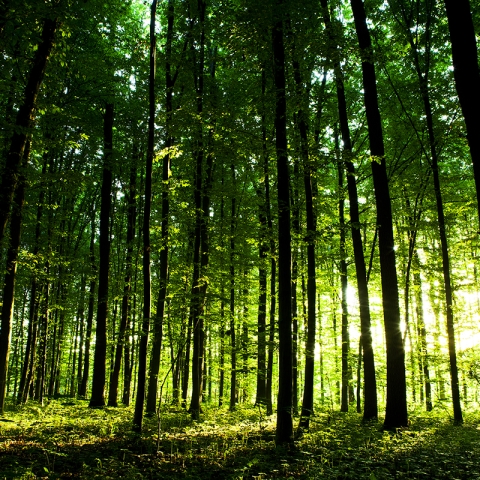 Environment.jpg Image of Environment.jpg